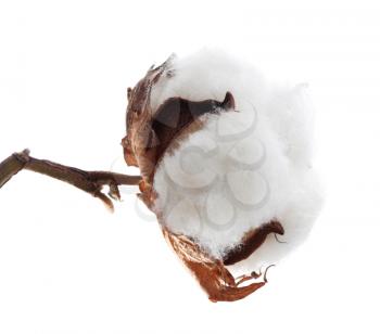 Cotton boll isolated on white