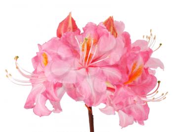 Rhododendron isolated on white background