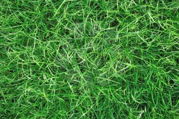 Delicate fresh green grass background