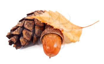 Acorn with autumn leaf and cone pine on white background