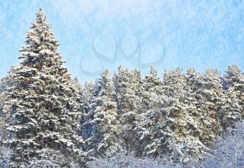 Fur trees on snowy winter day