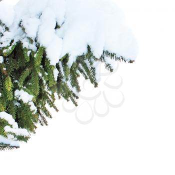 Pine treein snow and snowdrift