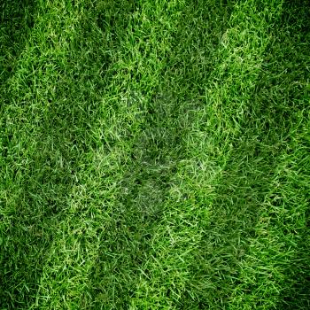 Lined green grass field