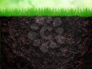 Growing grass in the soil 