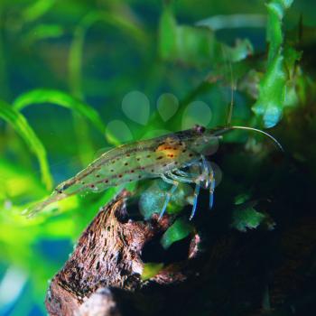 Amano shrimp in freshwateraquarium