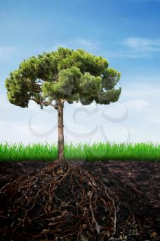Fir tree in the soil on spring grass and sky background