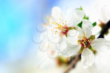 Plum tree in flowers in spring time