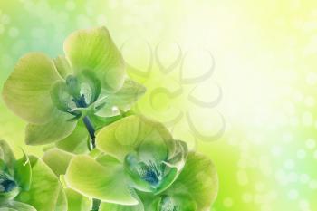 Branch of the blue orchid on beauty background