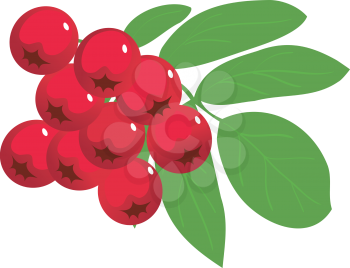 Royalty Free Clipart Image of Rowan Berries