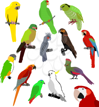 Royalty Free Clipart Image of Parrots