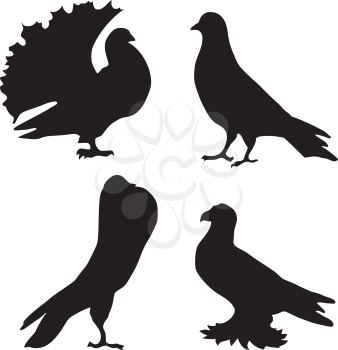 silhouette of pigeons