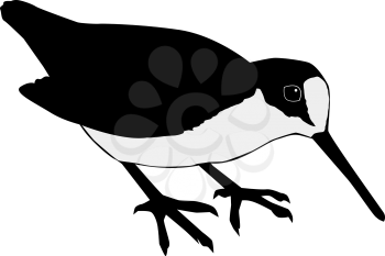 silhouette of woodcock