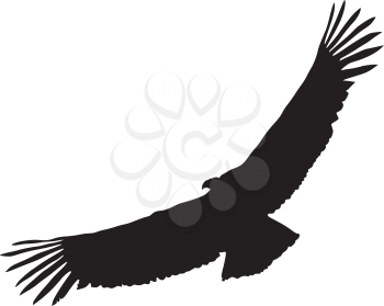 silhouette of condor