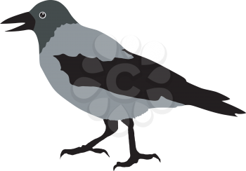 Illustration of crow