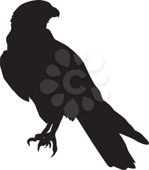 silhouette of falcon