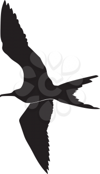 silhouette of fregat bird