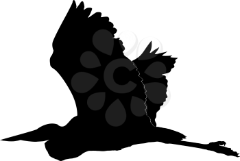 Illustration of heron