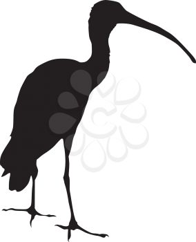 silhouette of ibis