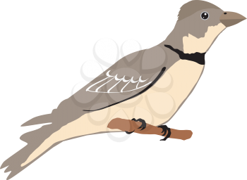 Illustration of lark
