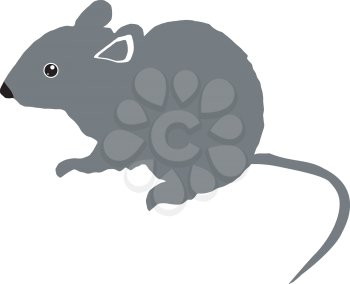 grey mouse