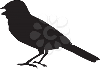 silhouette of sparrow