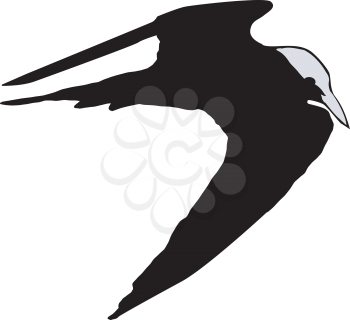 silhouette of tern