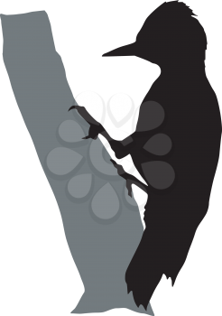 silhouette of woodpecker