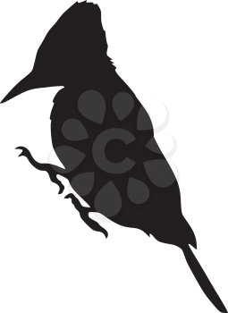 silhouette of woodpecker