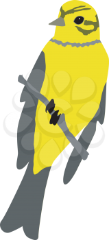 Illustration of yellowhammer