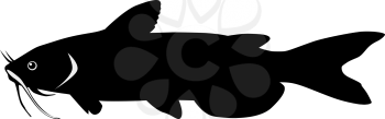 silhouette of the catfish on white background