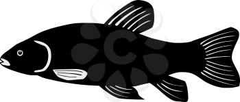 silhouette of the tench on white background