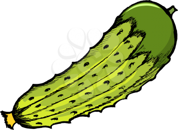 Illustration of a cucumber on white background