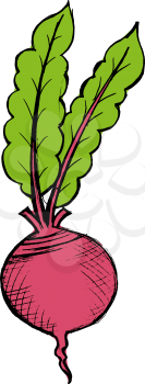 hand drawn illustration of a red beet on white