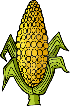 Hand drawn, vector illustration of ear of corn