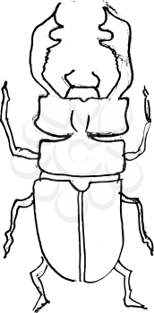 Hand drawn, vector, sketch illustration of stag-beetle