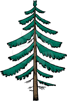 Hand drawn, vector, cartoon illustration of spruce