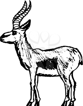 hand drawn, sketch, vector illustration of gazelle