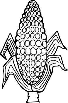 Hand drawn, vector illustration of ear of corn