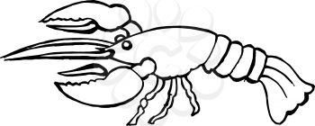 hand drawn, vector illustration of a lobster
