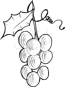 Hand drawn, vector, cartoon illustration of grapes