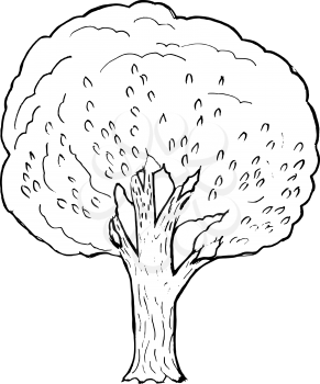 Hand drawn, vector, cartoon illustration of poplar
