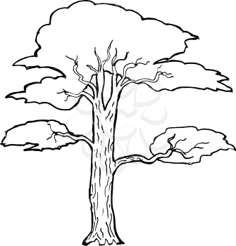 Hand drawn, vector, cartoon illustration of acacia