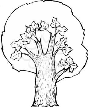 Hand drawn, vector, cartoon illustration of maple