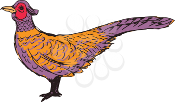 Royalty Free Clipart Image of a Pheasant