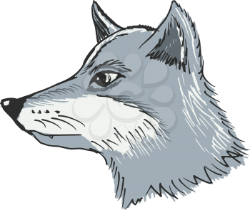 hand drawn, sketch, cartoon illustration of wolf