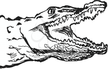 hand drawn, cartoon, sketch illustration of crocodile