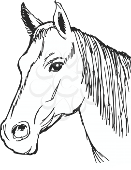 hand drawn, sketch, cartoon illustration of head of horse