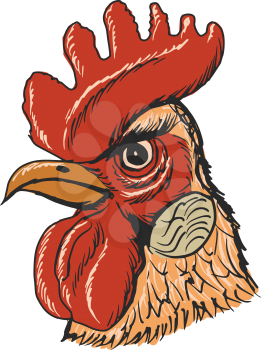 hand drawn, sketch, cartoon illustration of rooster