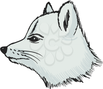 hand drawn, sketch illustration of polar fox