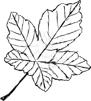 hand drawn, sketch, cartoon illustration of yellow leaf